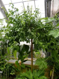 Prunus africana red stinkwood tree growing at the United States Botanic Garden