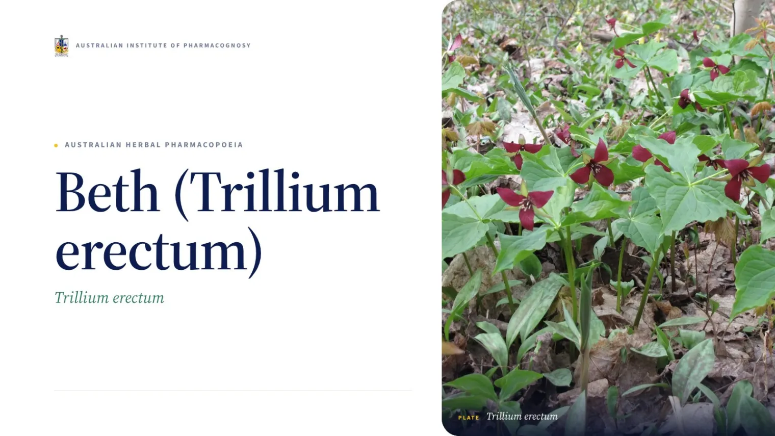 Beth (Trillium erectum) - Australian Institute of Pharmacognosy