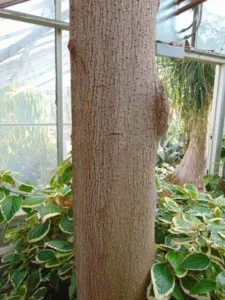 Trunk and bark of a soursop tree in a park