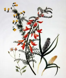 Chapter 5: Lessertia frutescens, a Cape watercolour