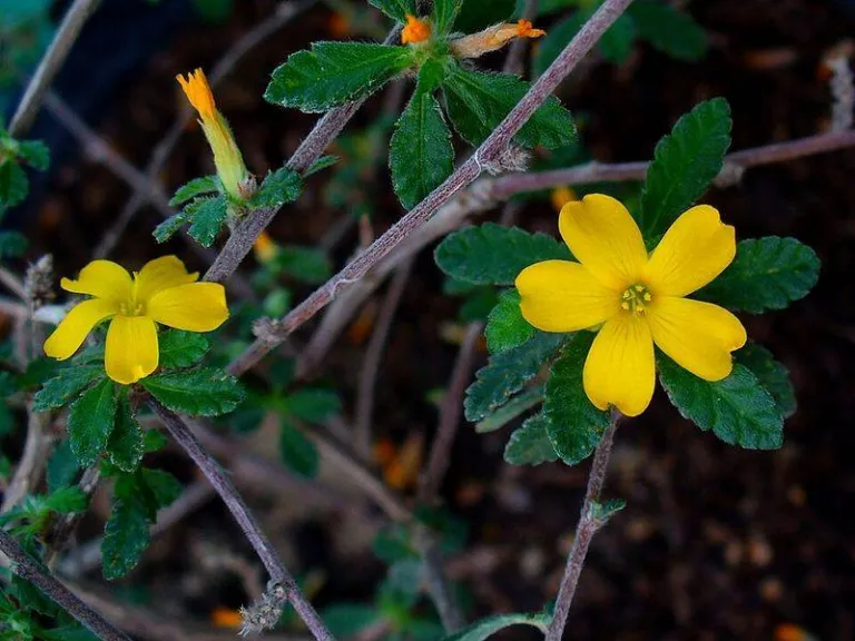 Damiana in flower