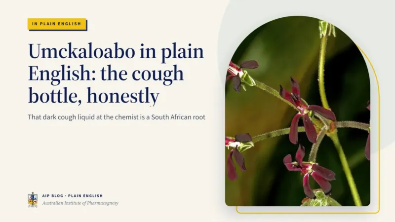 Umckaloabo in plain English: the cough bottle, honestly