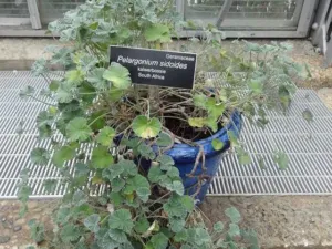 Pelargonium sidoides plant in a medicinal plant collection with an interpretive label