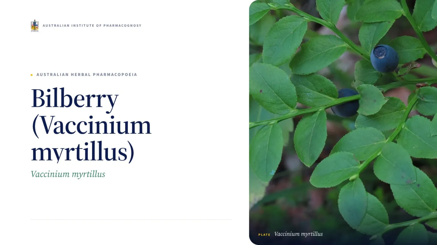 Bilberry (Vaccinium myrtillus) - Australian Institute of Pharmacognosy