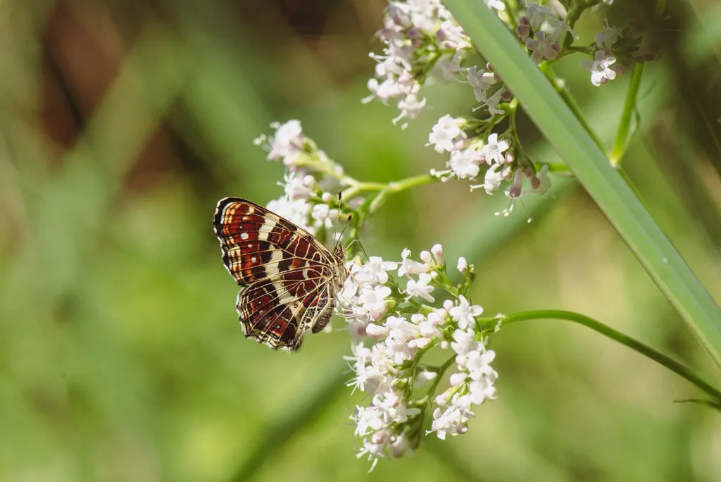 Pale pink valerian flowers with a map butterfly