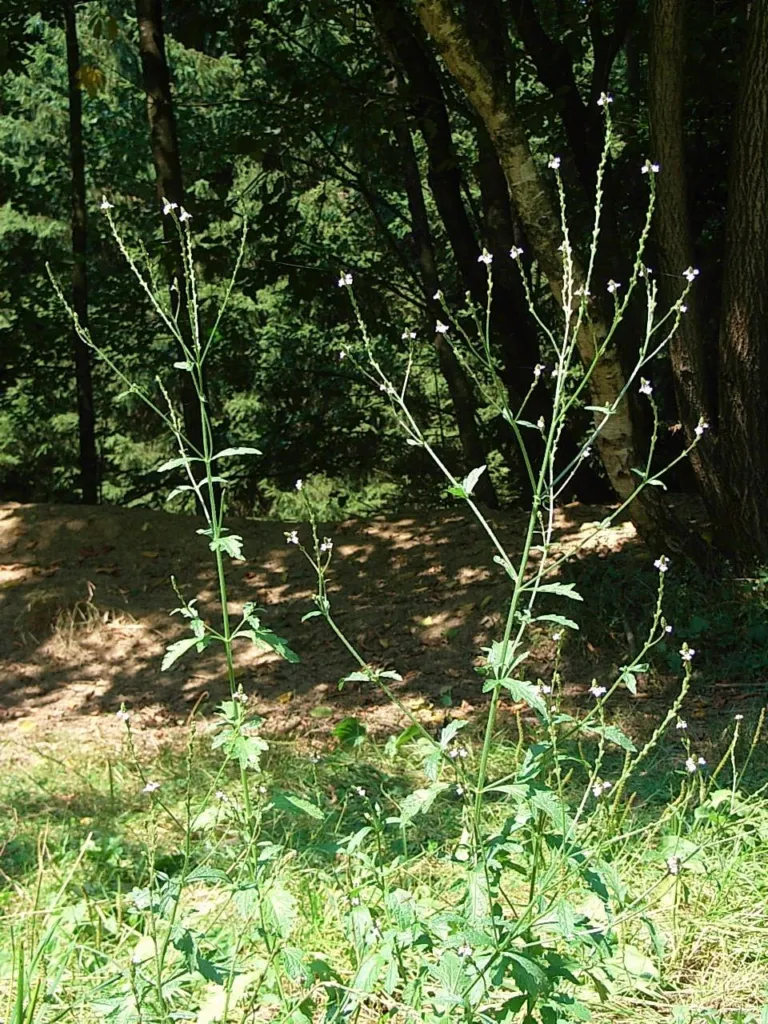 Tall sparse stems of common vervain in a woodland clearing