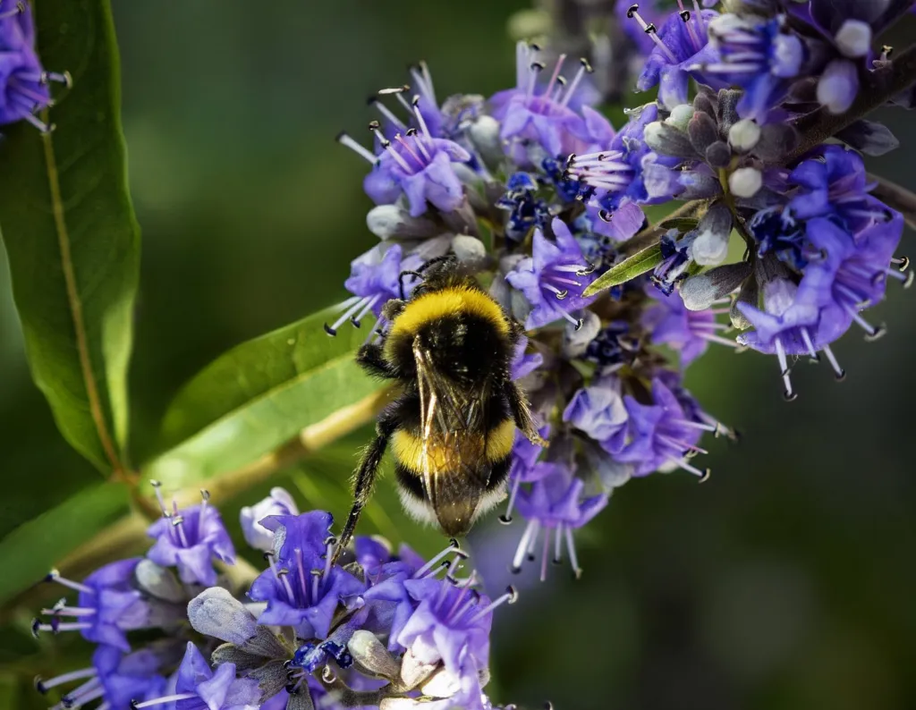 Lilac chaste tree flowers with a bumblebee