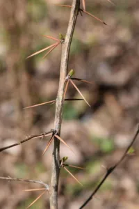 Chapter 6: Berberis vulgaris fruit