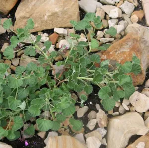 Pelargonium sidoides growing low among rocks and stones in full sun