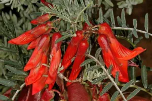 Lessertia frutescens flowering at the Karoo Desert National Botanical Garden in Worcester
