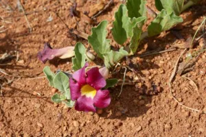 Harpagophytum zeyheri with a magenta and yellow flower beside grey-green leaves on red soil