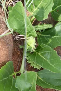 Green immature spiny Harpagophytum zeyheri fruit among broad green leaves