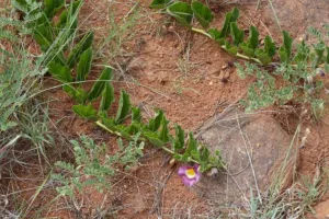 Harpagophytum zeyheri stems with leaves and one flower trailing across red sandy ground