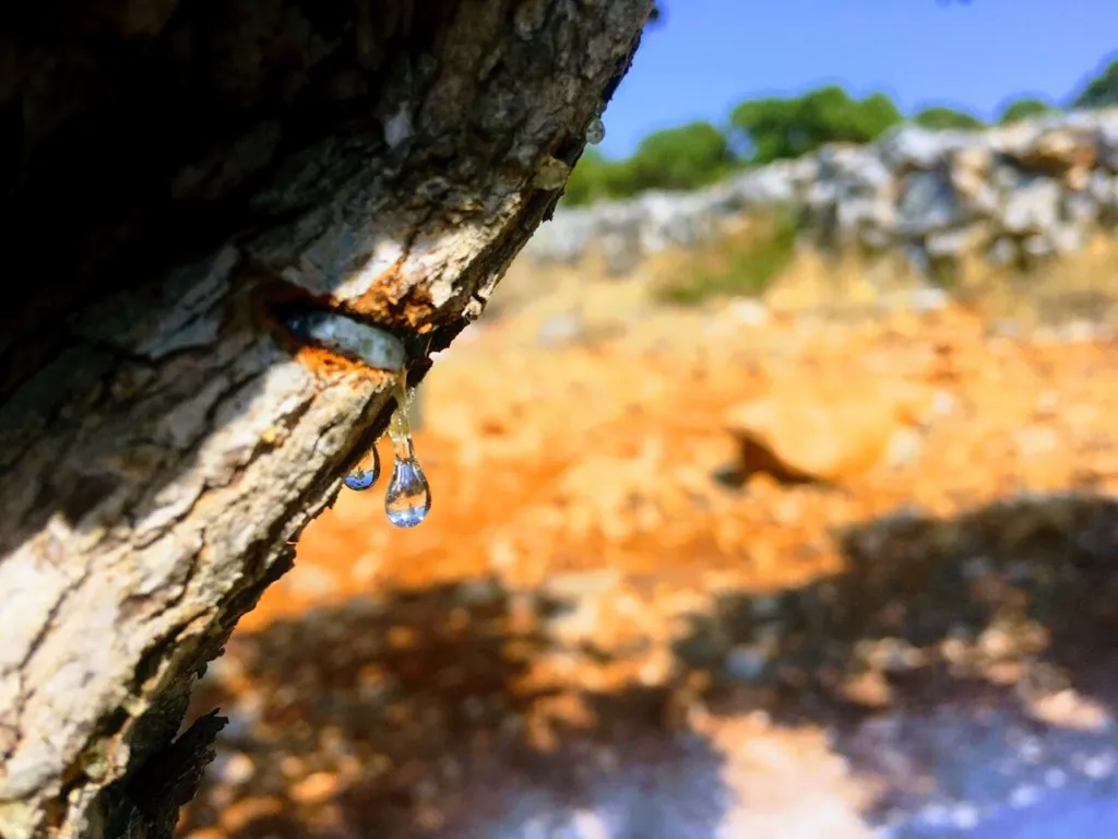 A drop of mastic resin forming at a cut in the bark