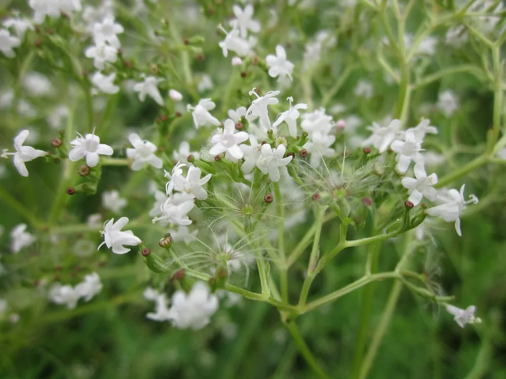 Valeriana officinalis flowers in soft evening light by a ditch