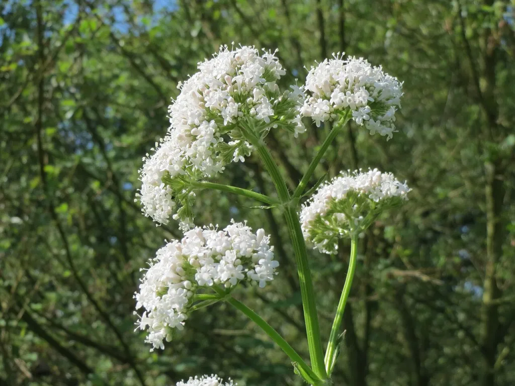 Valeriana officinalis growing on a riverbank among shrubs