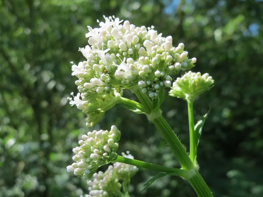 Valeriana officinalis flower head with white flowers and green buds
