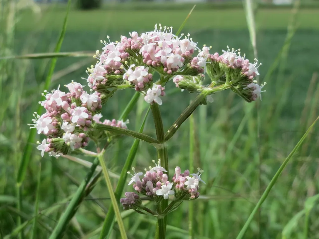Valeriana officinalis flower heads among tall grass