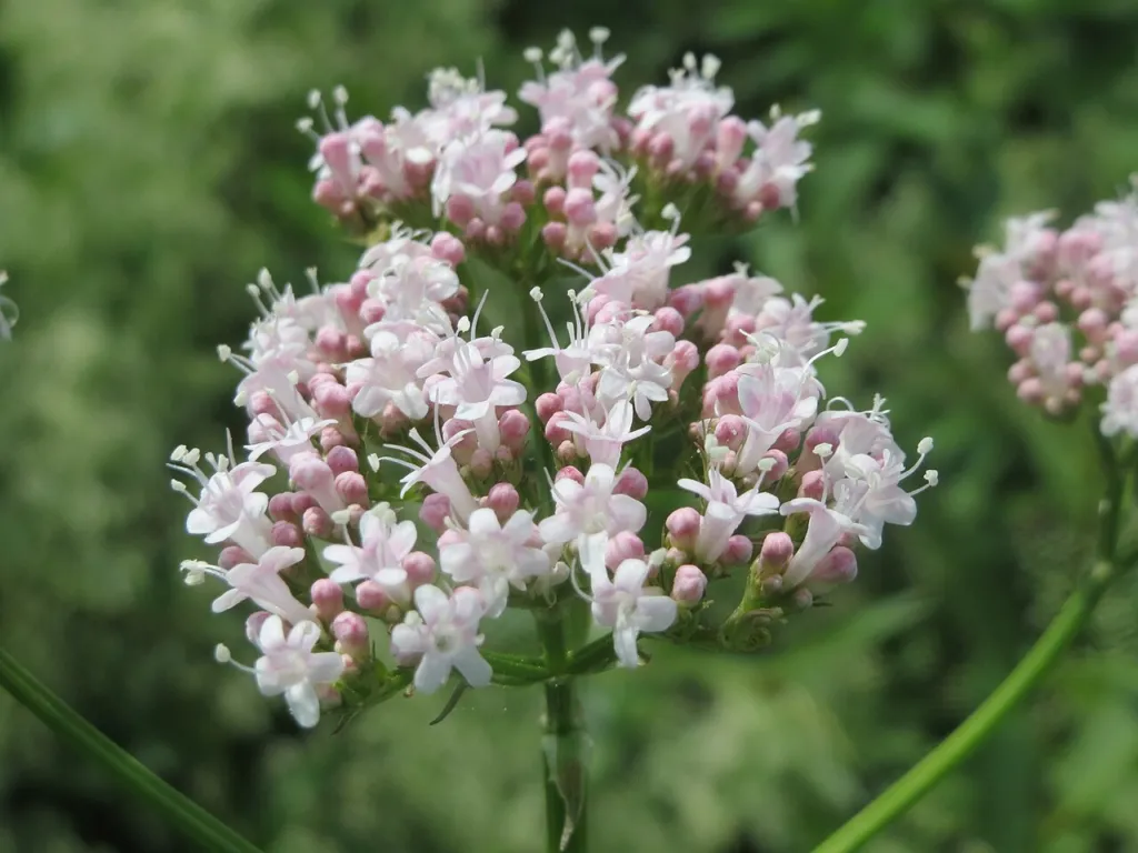 Valeriana officinalis flower heads in close-up, pale pink and white