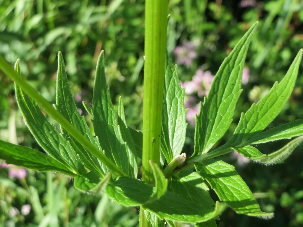 Valeriana officinalis leaves and stem showing the pinnate leaf form