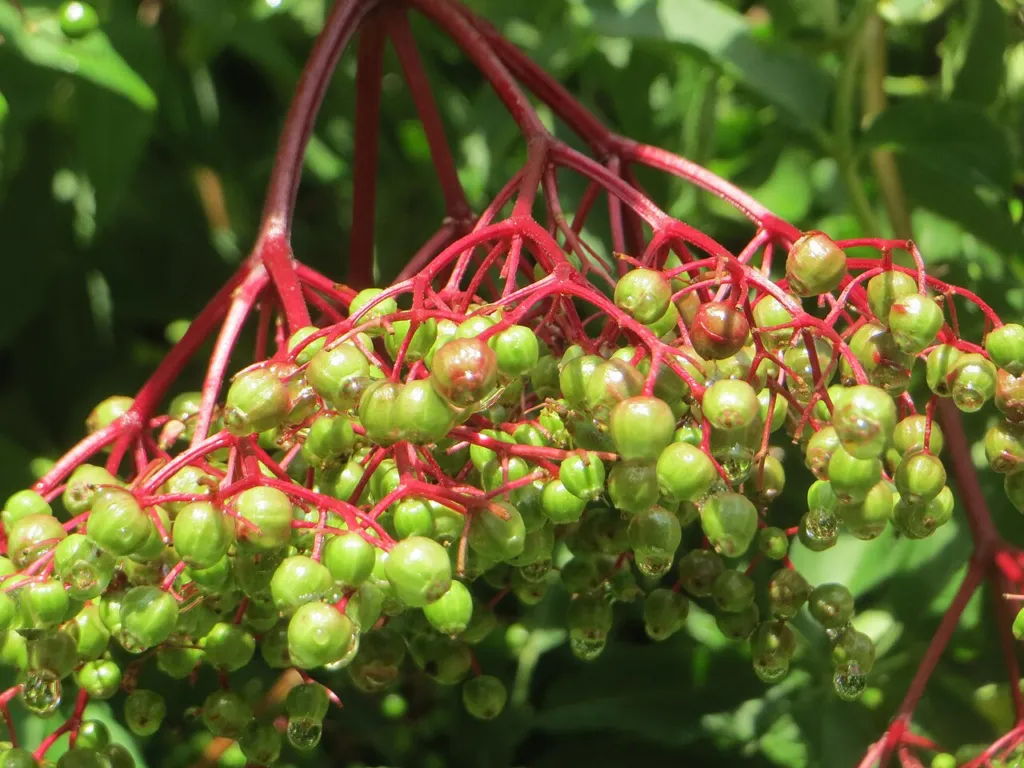 Elderberry review chapter 11 thumbnail: Discussion: conclusions, hypotheses and research still required