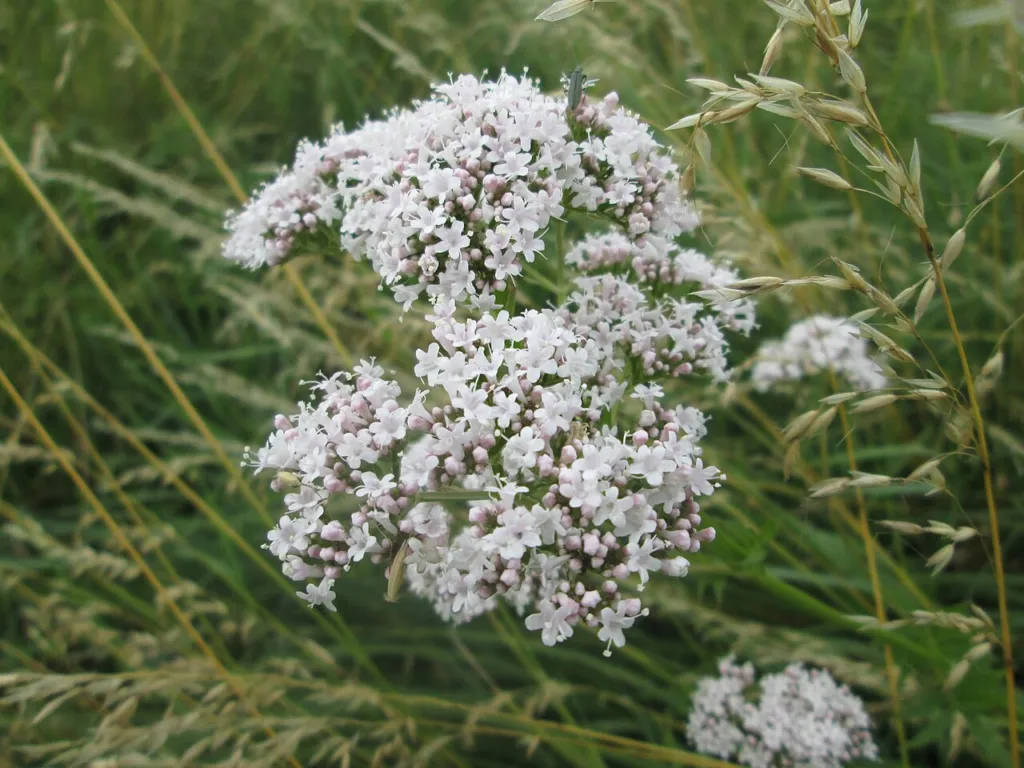 Valeriana officinalis in flower, pale pink flower heads above a riverside meadow