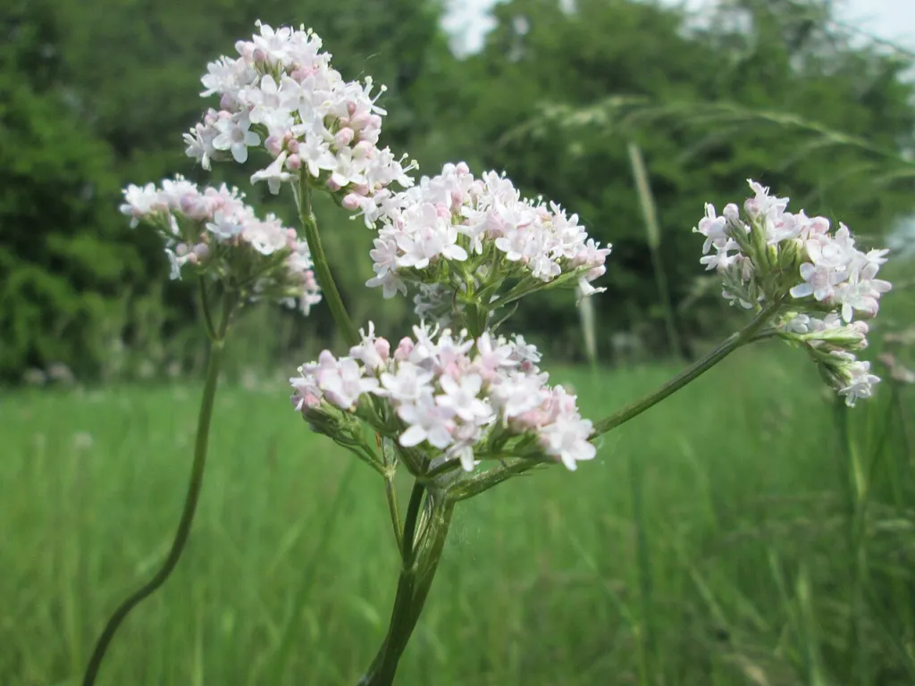 Valeriana officinalis flowering in a nature reserve meadow