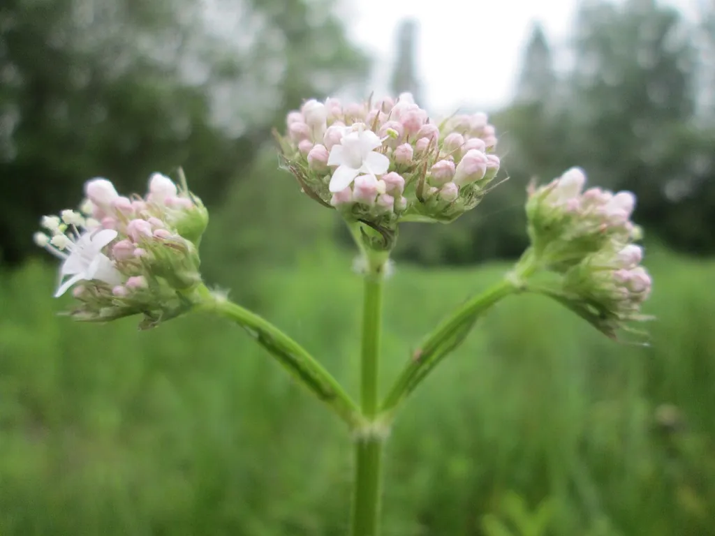 Valeriana officinalis branched flower heads above a meadow