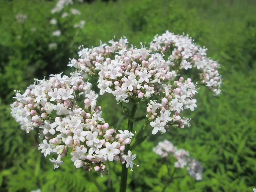 Valeriana officinalis plants in flower across a wet meadow