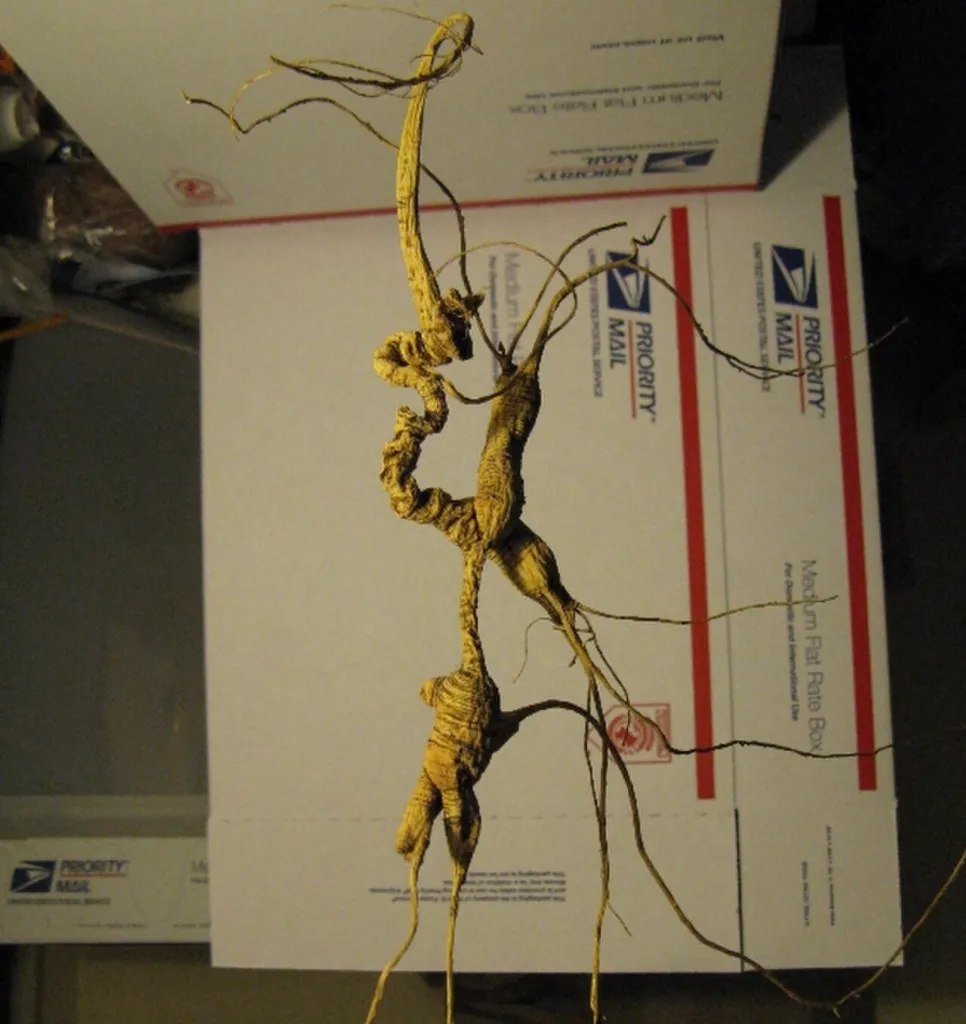 Whole wild American ginseng root with a long neck and fine rootlets