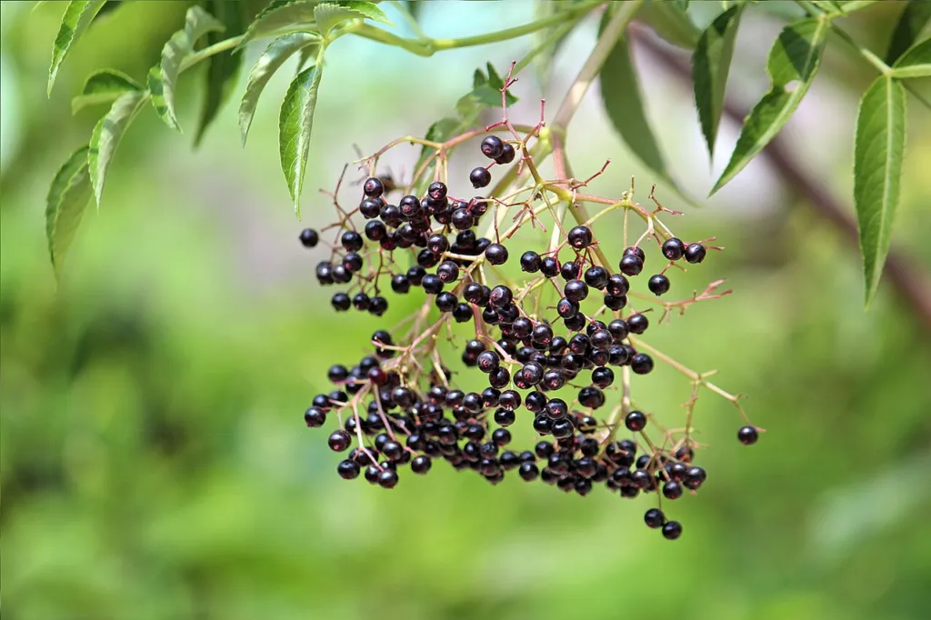 Elderberry review chapter 10 thumbnail: Quality and adulteration