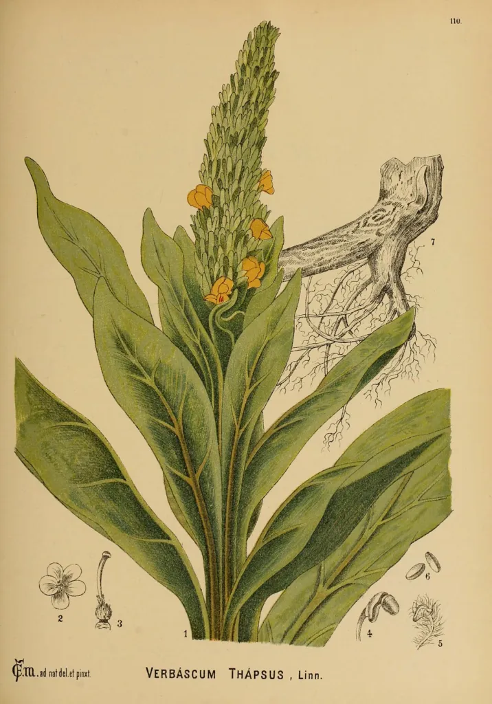 Nineteenth-century botanical plate of Verbascum thapsus with flower spike, leaves and dissected flower parts