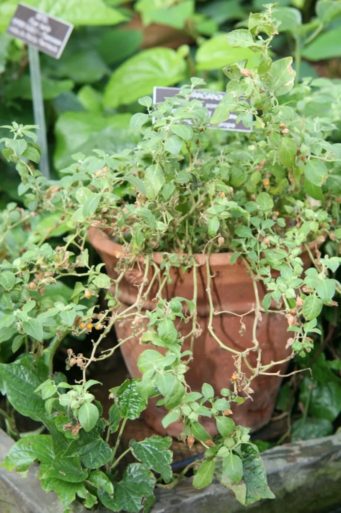 Withania somnifera plant with small orange fruit in papery husks