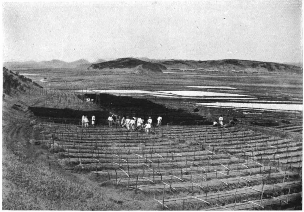Panax ginseng chapter thumbnail: Ginseng in Chinese and Korean materia medica