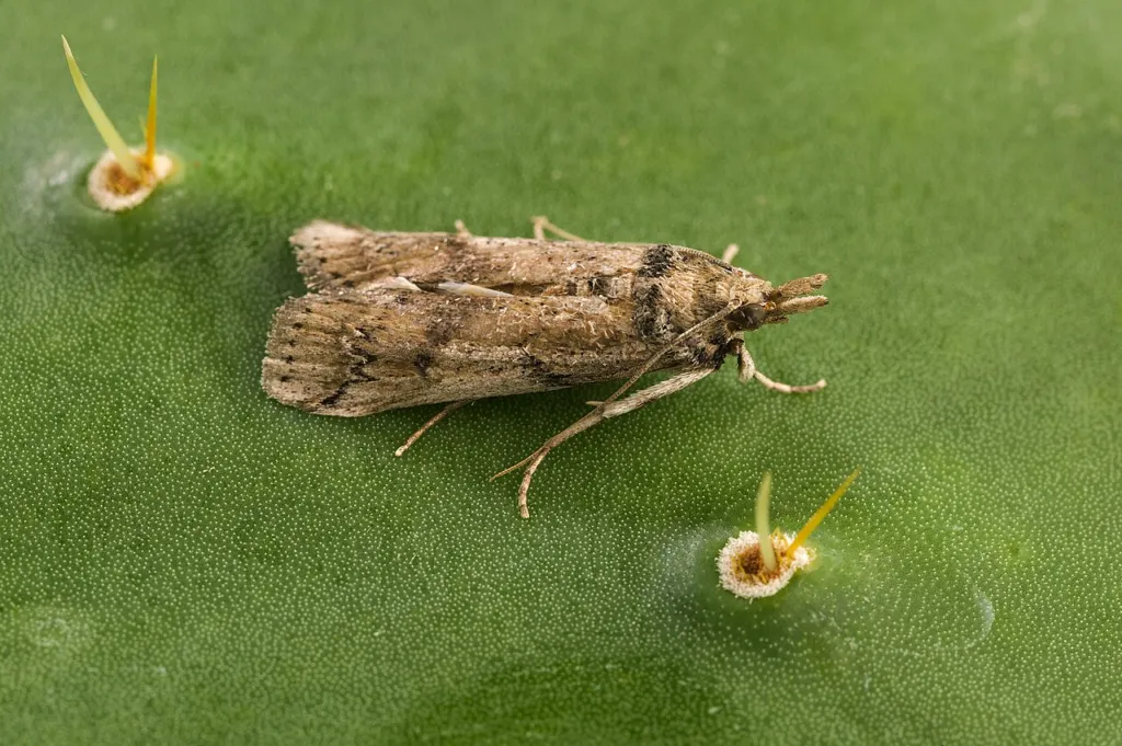 Female Cactoblastis cactorum moth, the biological control agent for prickly pear