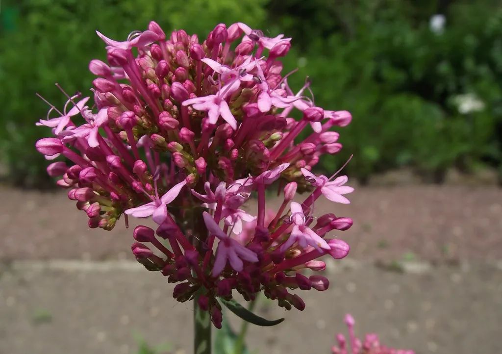Red valerian Centranthus ruber with crimson flower clusters