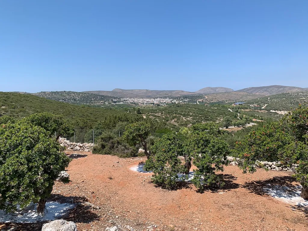 Mastic groves across a valley in southern Chios
