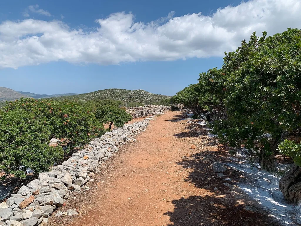 Rows of Pistacia lentiscus mastic trees on Chios in summer, the red earth swept beneath them