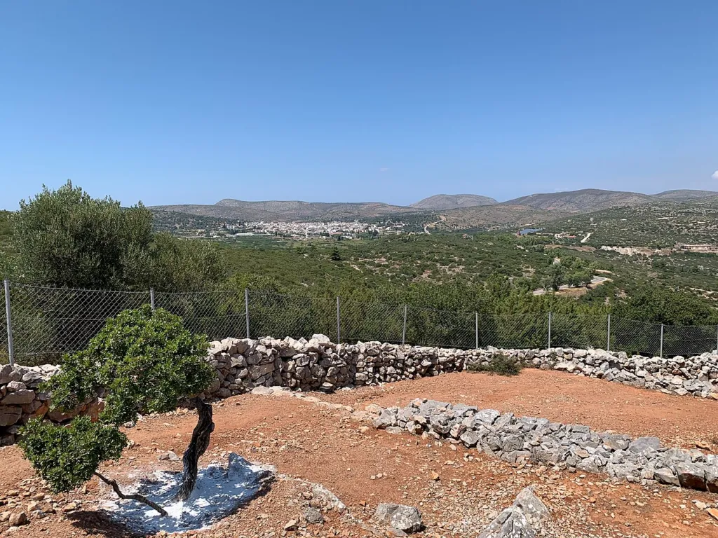 A single mastic tree on swept red ground inside a stone-walled grove on Chios