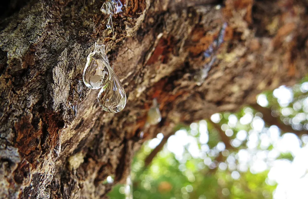 Clear mastic tears on the bark of a mastic tree