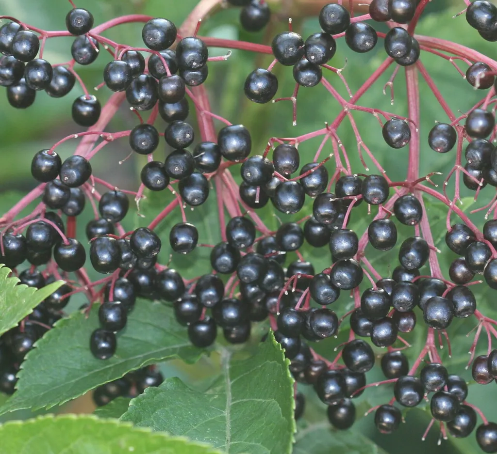 Ripe black elderberries, Sambucus nigra, hanging in clusters on red stalks