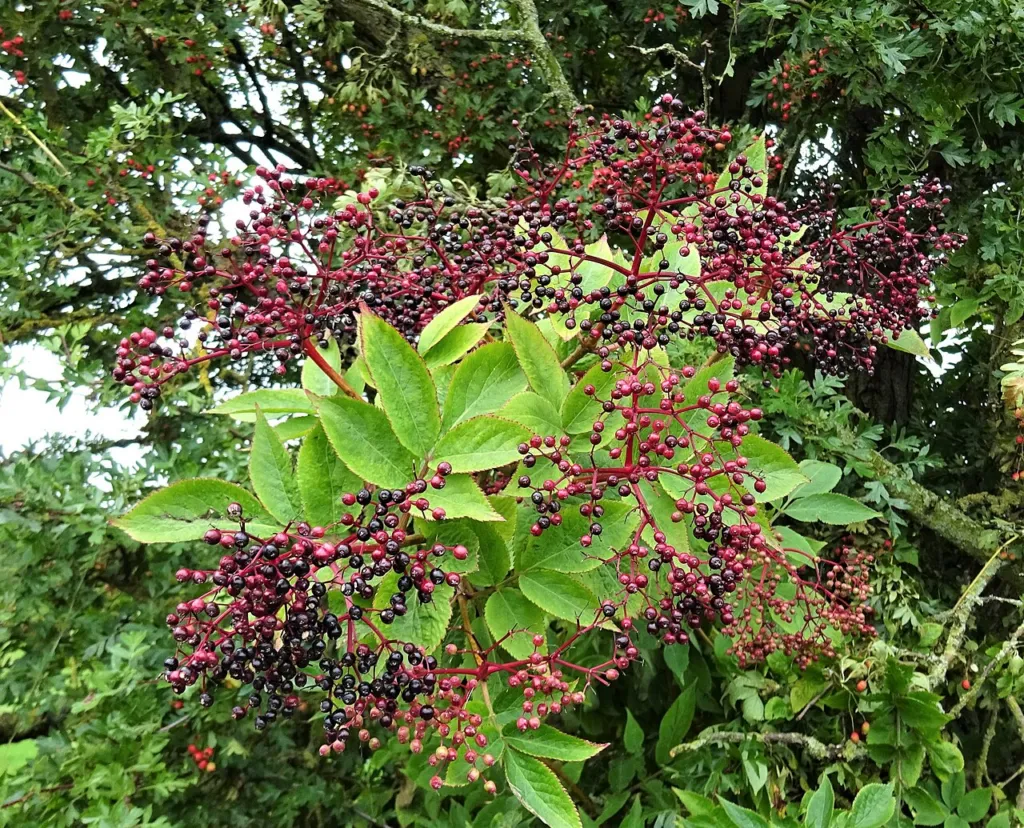 Elderberry review chapter 5 thumbnail: Phytochemistry: anthocyanins, flavonols, lectins and sambunigrin
