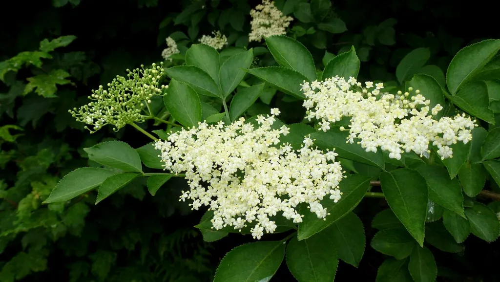 Elderberry review chapter 4 thumbnail: Traditional and historical use
