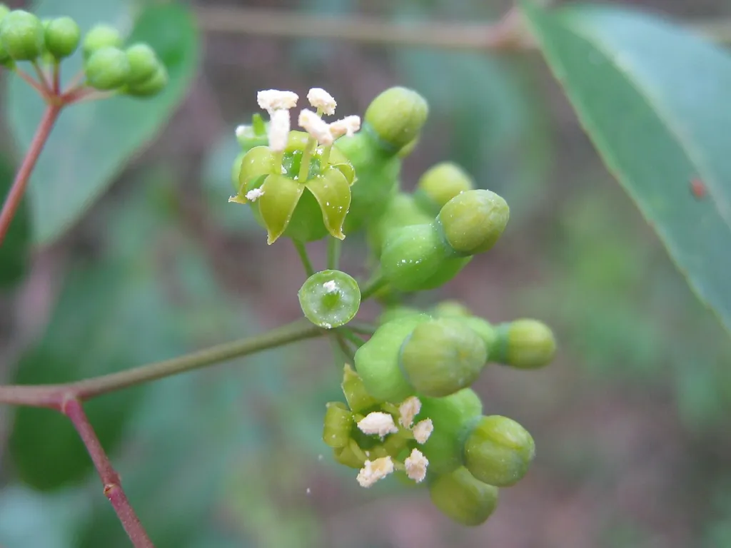 Polyscias sambucifolia shrub with clusters of small green flowers