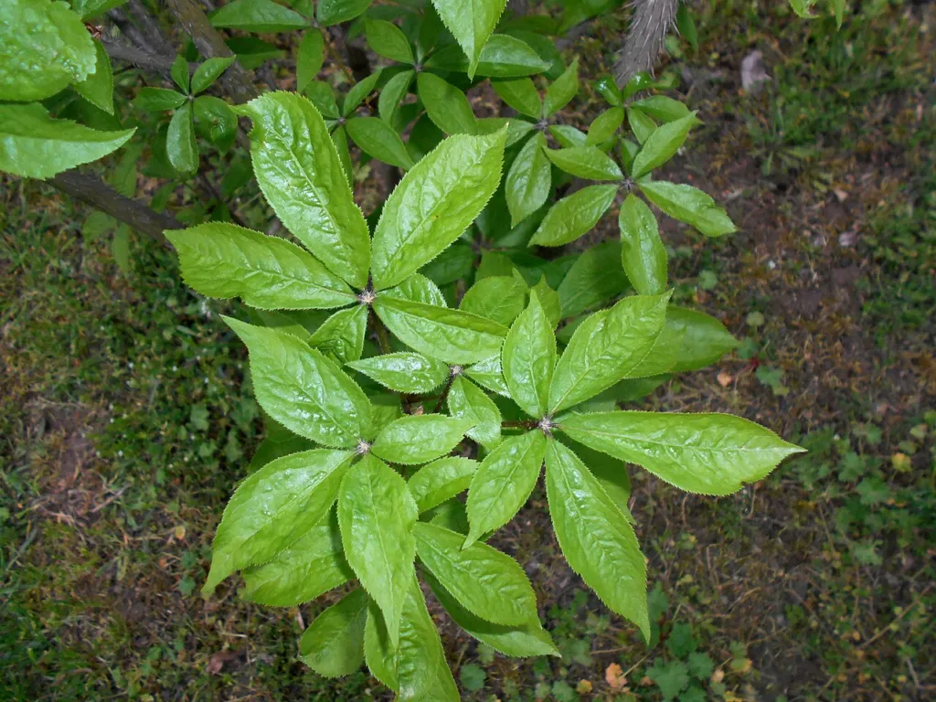 Eleutherococcus senticosus shoots with palmate leaves