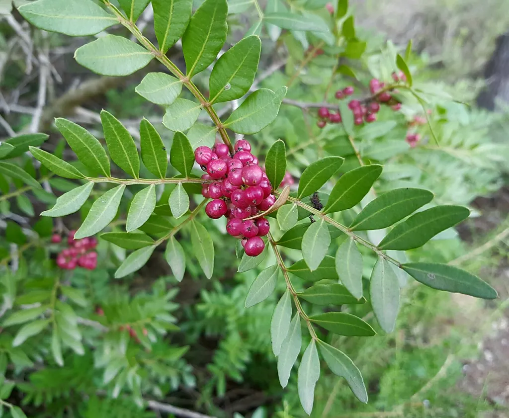 Cluster of round red Pistacia lentiscus fruits on a leafy branch, Spain