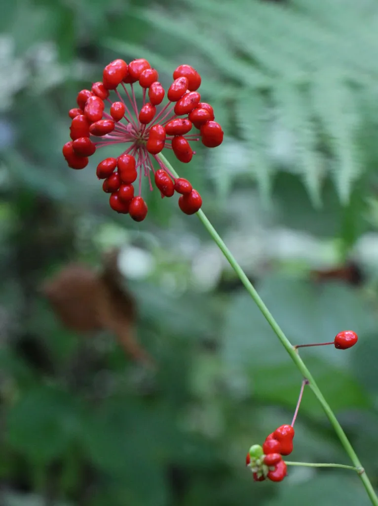 Panax ginseng with a cluster of ripe red berries on Changbai Mountain, China