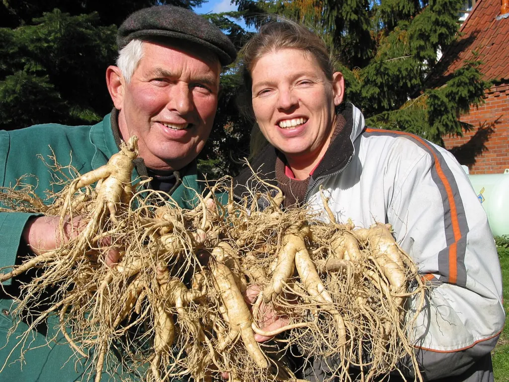 Two growers holding freshly lifted Panax ginseng roots