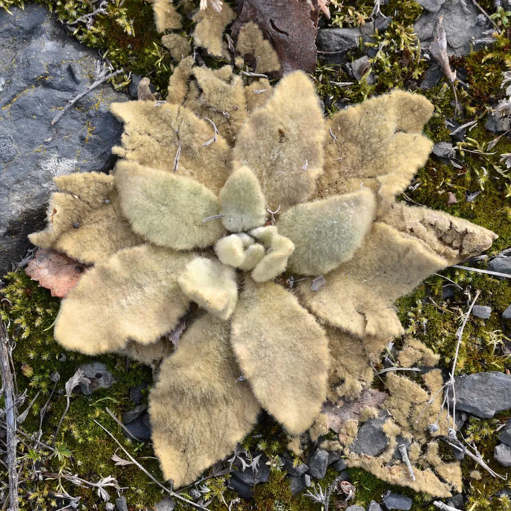 Verbascum thapsus chapter thumbnail: Botany: what you are looking at