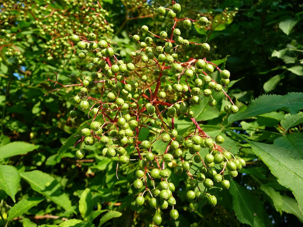 Elderberry review chapter 8 thumbnail: Safety and interactions